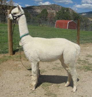 Alpaca For Sale - Lady Brittany at Grand Mesa Alpacas